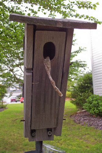 great crested flycatcher nest box metal pole|nestwatch nest box mount.